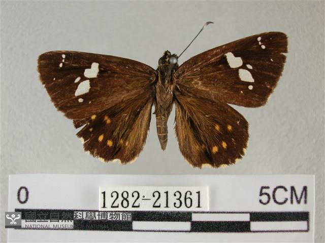 小星弄蝶藏品圖，第1張