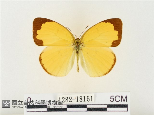 島嶼黃蝶、江崎黃蝶藏品圖，第1張