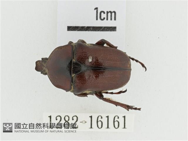 曹德褐騷金龜藏品圖，第1張