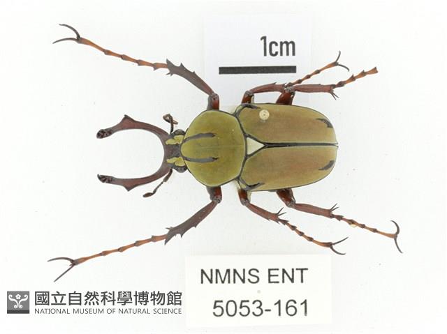臺灣角金龜藏品圖，第1張