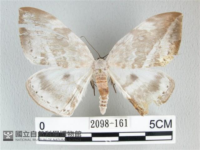 圓翅大鉤蛾藏品圖，第1張