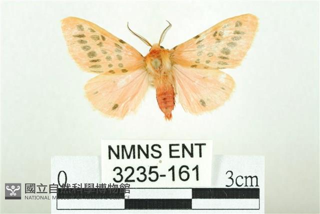 三條橙燈蛾藏品圖，第1張
