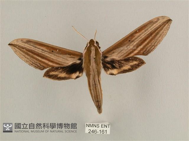 棕綠背線天蛾藏品圖，第1張
