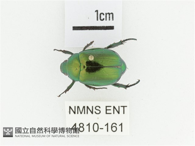 艷金龜藏品圖，第1張