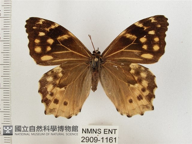 黃斑蔭眼蝶藏品圖，第1張