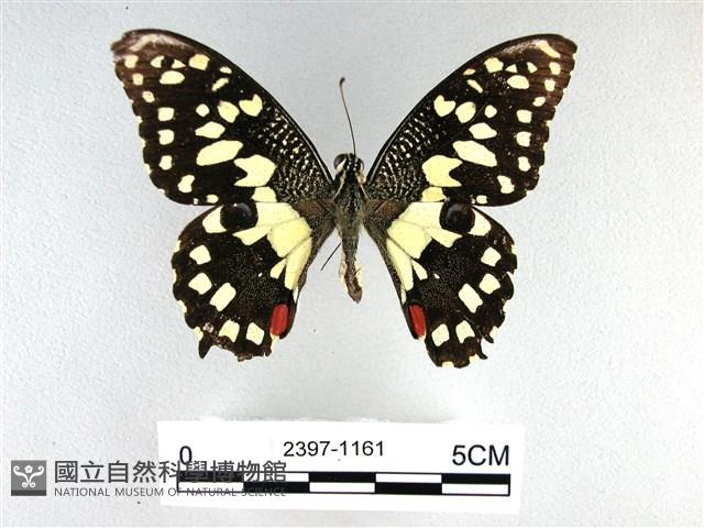 花鳳蝶、無尾鳳蝶藏品圖，第1張