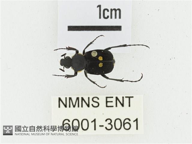 血紅虎斑花金龜藏品圖，第1張