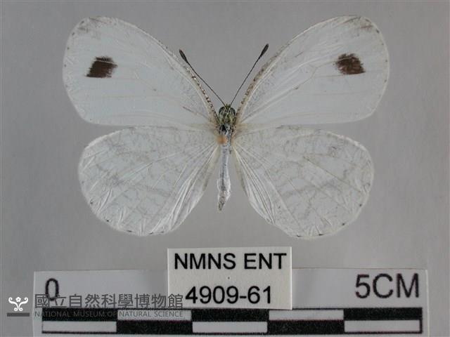 纖粉蝶、黑點粉蝶藏品圖，第1張