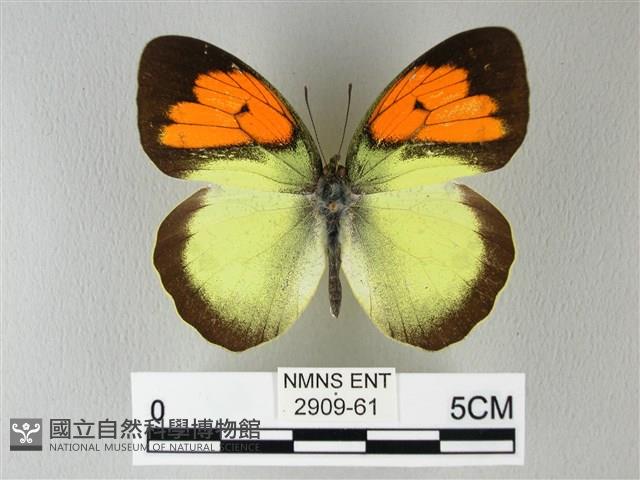 異粉蝶、雌白黃蝶藏品圖，第1張
