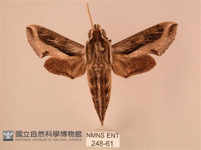 斜線天蛾藏品圖，第1張