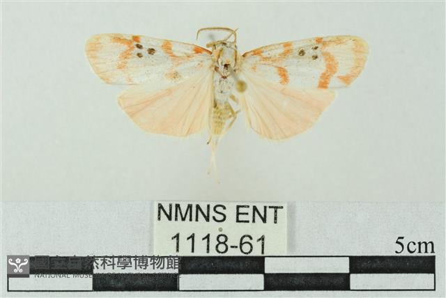 臺雪苔蛾藏品圖，第1張