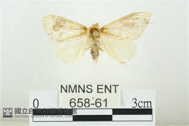 寬紋黃毒蛾藏品圖，第1張