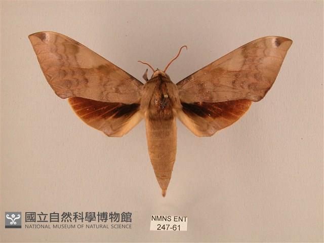 波紋豆天蛾藏品圖，第1張