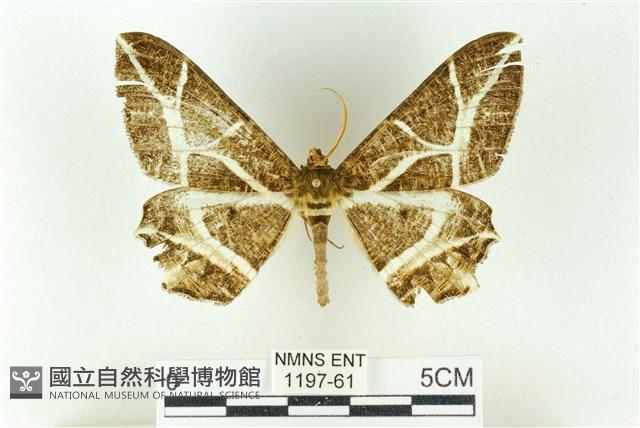 樹形尺蛾藏品圖，第1張