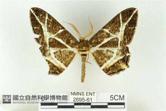 樹形尺蛾藏品圖，第1張