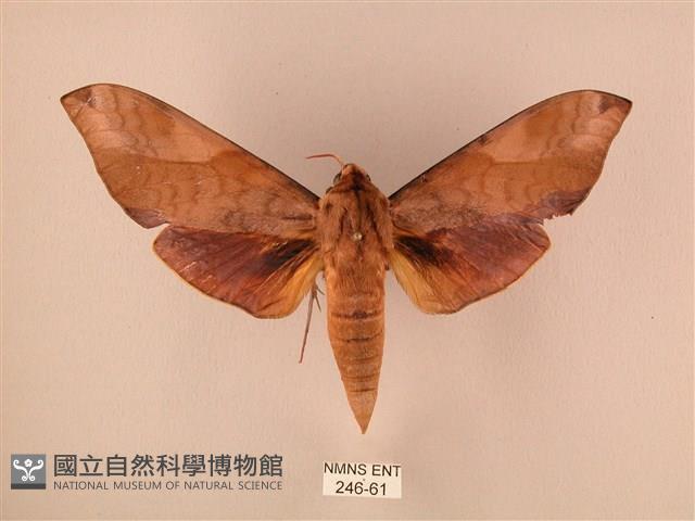 波紋豆天蛾藏品圖，第1張