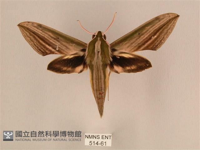 棕綠背線天蛾藏品圖，第1張