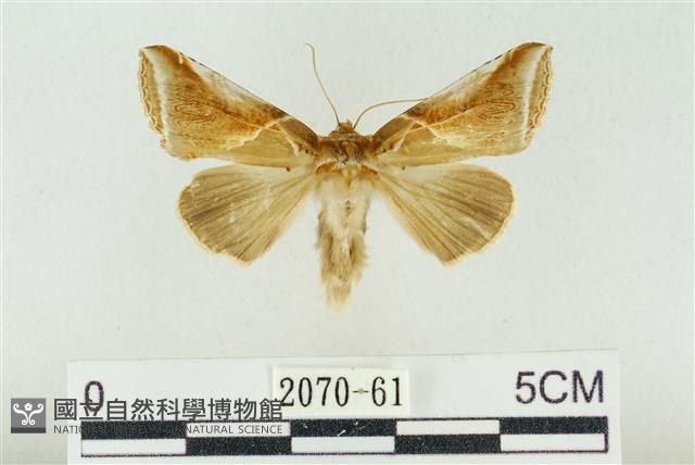 印華波紋蛾藏品圖，第1張