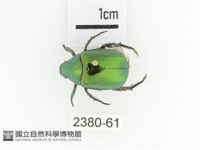 艷金龜藏品圖，第1張