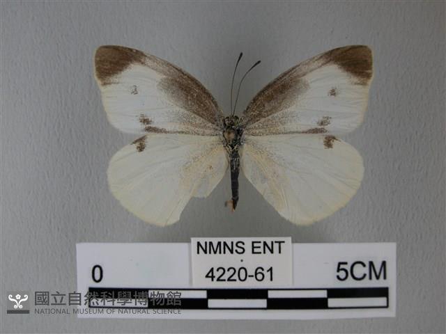 白粉蝶、紋白蝶藏品圖，第1張