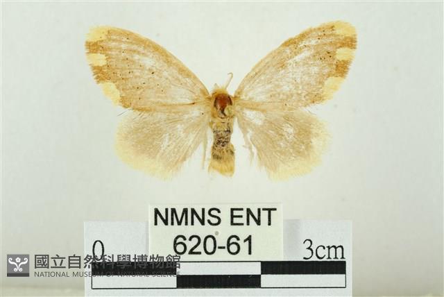 黑翅黃毒蛾藏品圖，第1張
