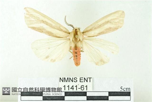 赭新污燈蛾藏品圖，第1張