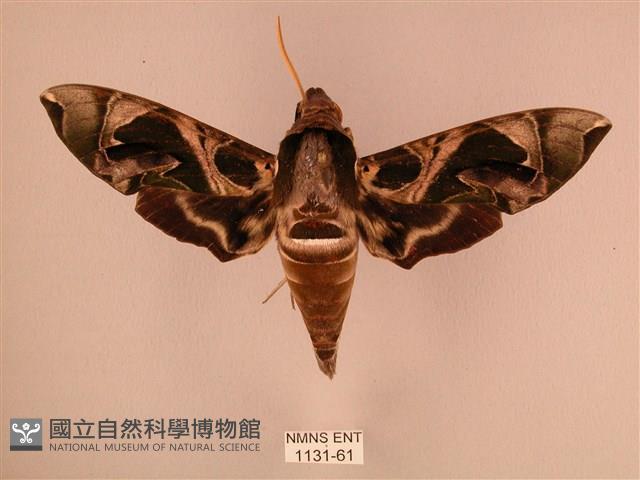 暗綠白腰天蛾藏品圖，第1張