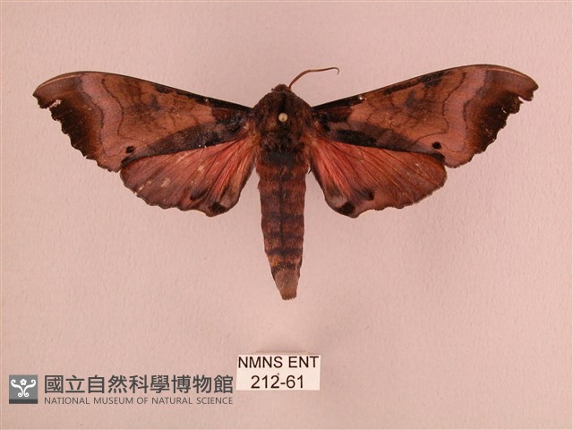 桃紅六點天蛾藏品圖，第1張
