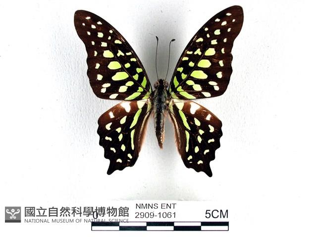 翠斑青鳳蝶藏品圖，第1張