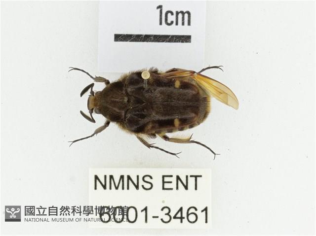 臺灣絨毛花金龜藏品圖，第1張