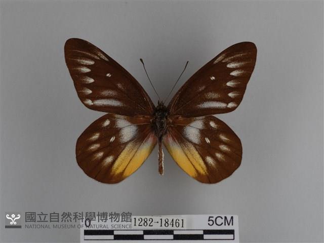 豔粉蝶藏品圖，第1張