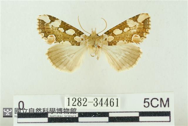 連珠波紋蛾藏品圖，第1張
