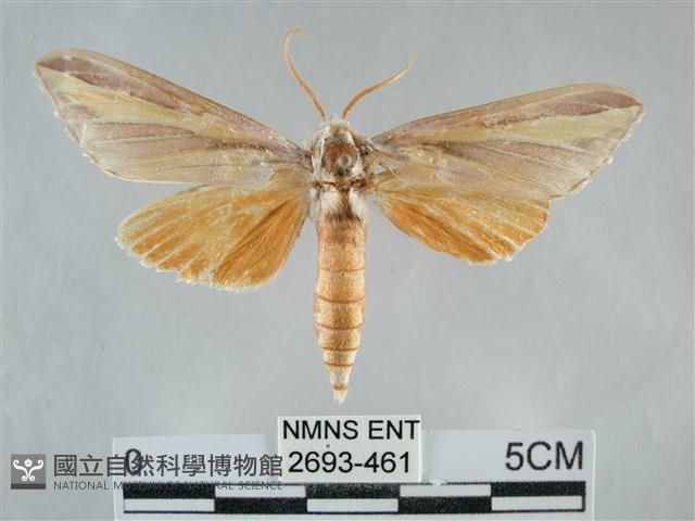 雙黃條天蛾藏品圖，第1張
