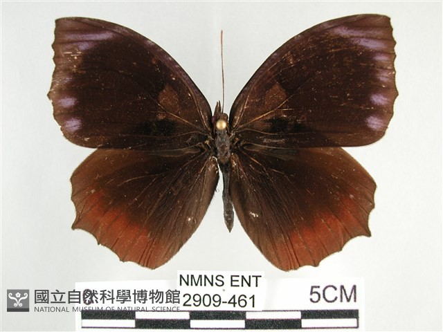 藍紋鋸眼蝶藏品圖，第1張
