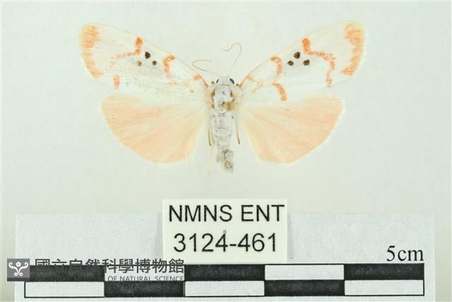 臺雪苔蛾藏品圖，第1張