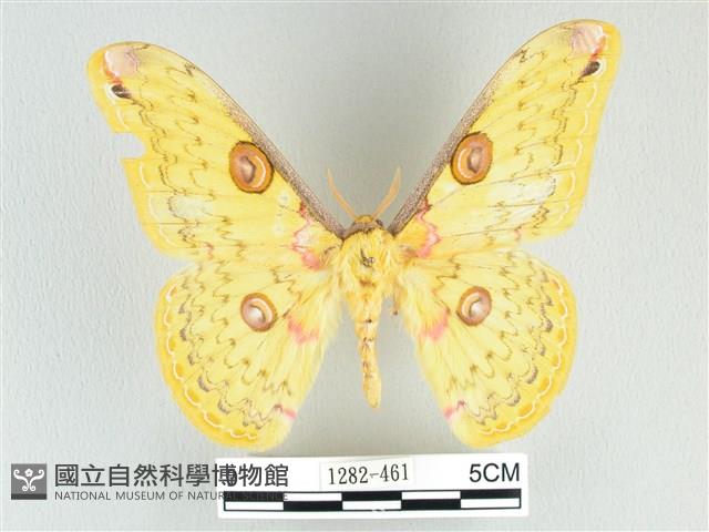 黃豹天蠶蛾藏品圖，第1張