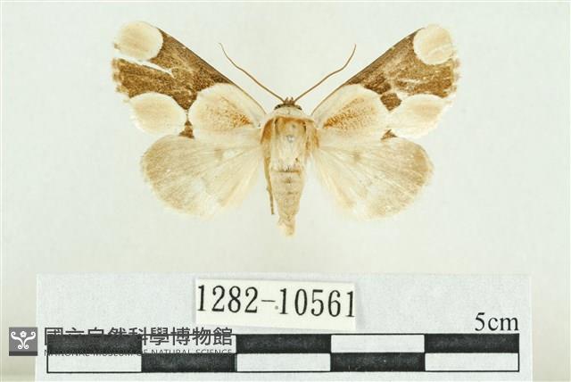 臺灣斑蕊夜蛾藏品圖，第1張