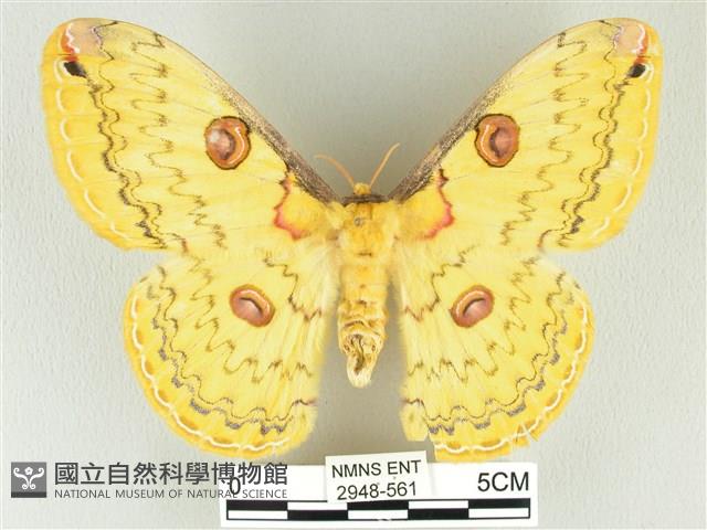 黃豹天蠶蛾藏品圖，第1張