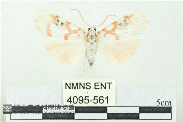 臺雪苔蛾藏品圖，第1張
