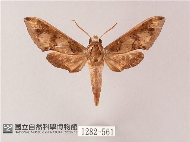 雙斑白肩天蛾藏品圖，第1張