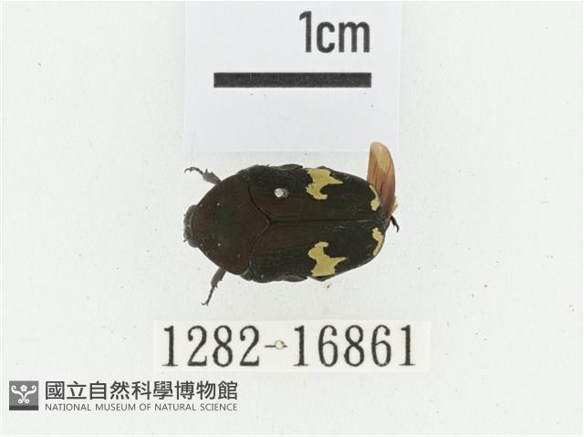 灰斑擬黑花金龜藏品圖，第1張