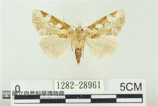 連珠波紋蛾藏品圖，第1張