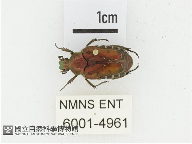 黑斑陷紋金龜藏品圖，第1張