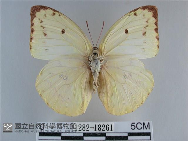 遷粉蝶、淡黃蝶藏品圖，第1張