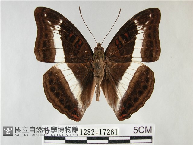 紫俳線蛺蝶藏品圖，第1張