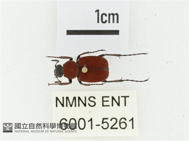 血紅虎斑花金龜藏品圖，第1張