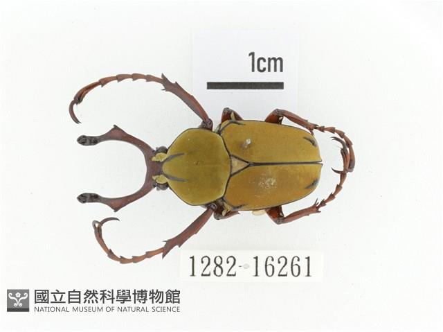 臺灣角金龜藏品圖，第1張