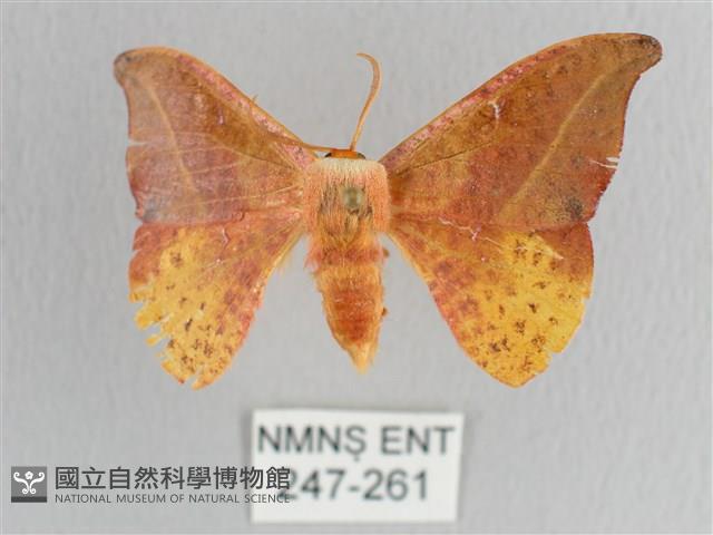 接骨木帶鉤蛾藏品圖，第1張