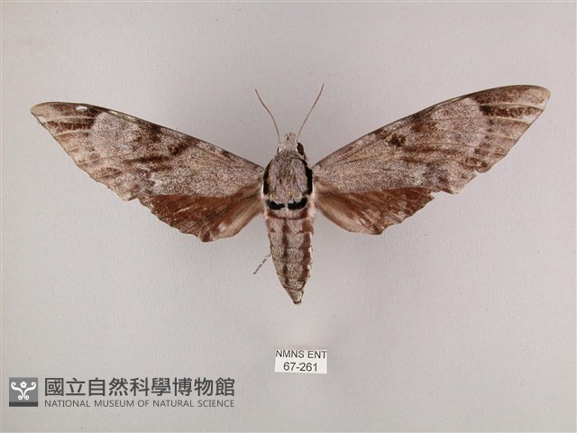 粗斜紋天蛾藏品圖，第1張