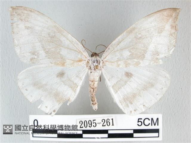 圓翅大鉤蛾藏品圖，第1張